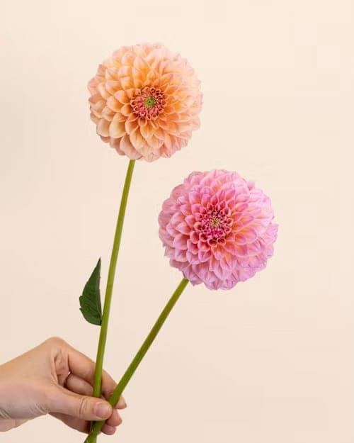 Dahlia, one of the stems in the Blackcurrent bouquet