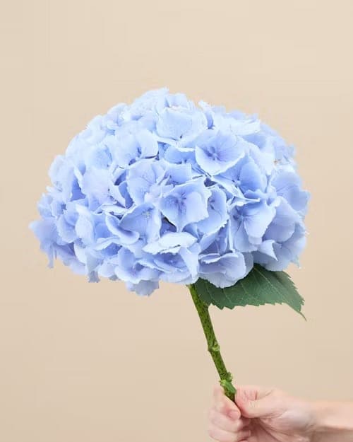 Hydrangea, one of the stems in the Blackcurrent bouquet