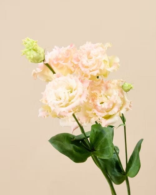 Lisianthus, one of the stems in the Blackcurrent bouquet