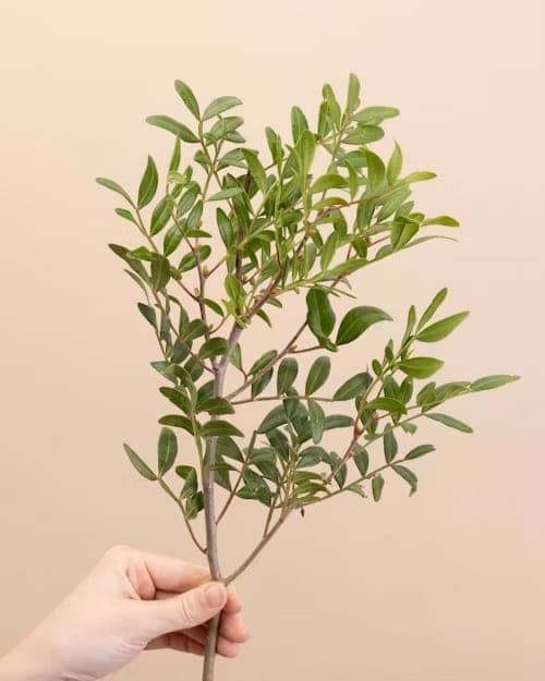 Pistache, one of the stems in the Blackcurrent bouquet