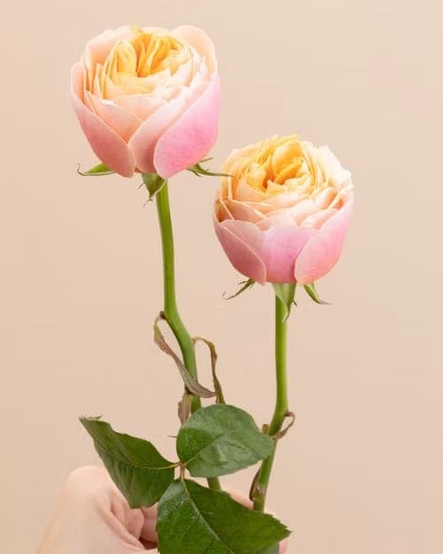 Rose, one of the stems in the Blackcurrent bouquet