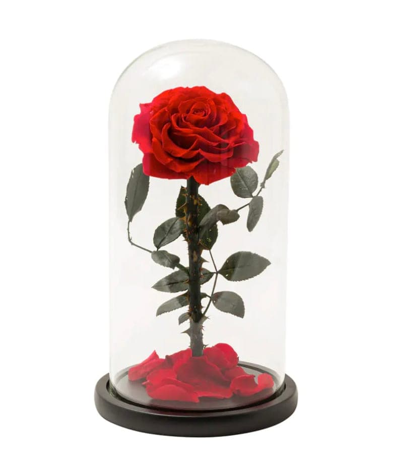Beauty & The Beast Forever Rose, a lasting gift delivered across London