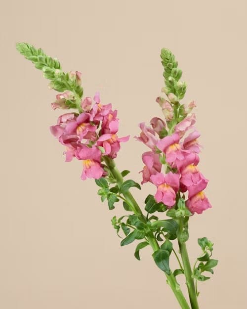 Antirrhinum, one of the stems in the Lake Como bouquet