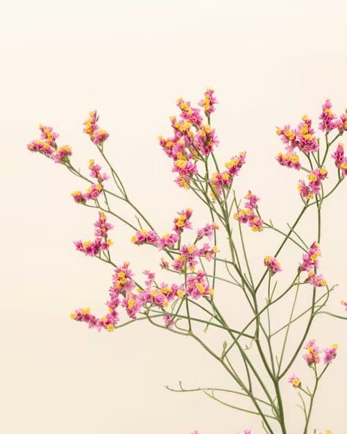 Limonium, one of the stems in the Lake Como bouquet