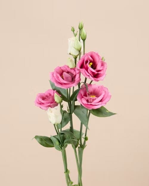 Lisianthus, one of the stems in the Lake Como bouquet