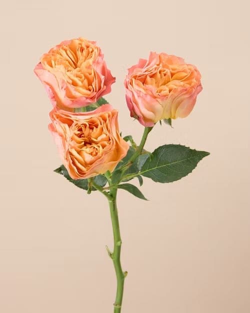 Rose, one of the stems in the Lake Como bouquet