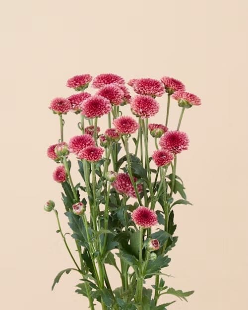 Santini, one of the stems in the Lake Como bouquet