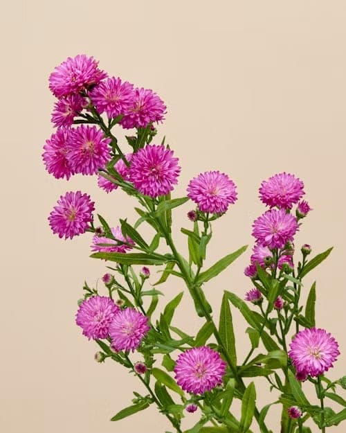 Aster, one of the stems in the Yosemite bouquet