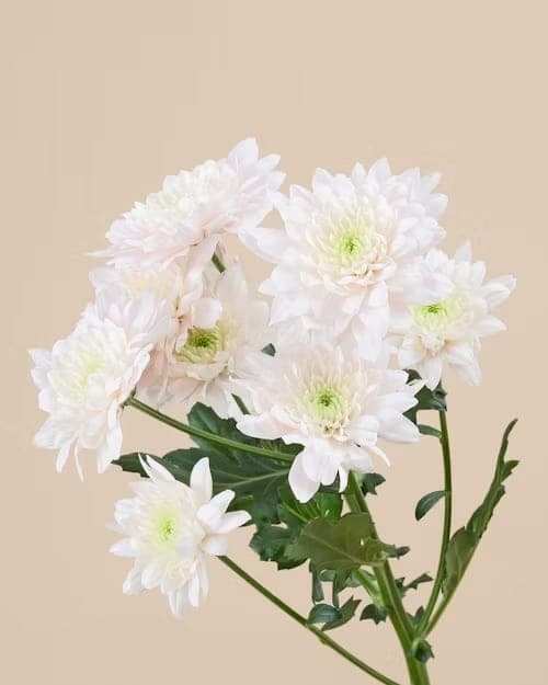 Chrysanthemum, one of the stems in the Yosemite bouquet