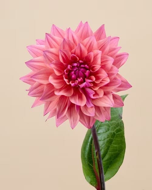 Dahlia, one of the stems in the Yosemite bouquet
