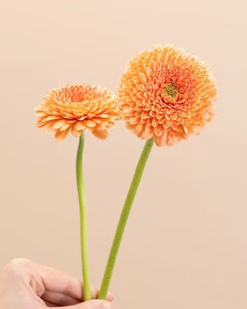 Germini, one of the stems in the Yosemite bouquet