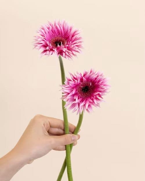 Gerbera, one of the stems in the Yosemite bouquet