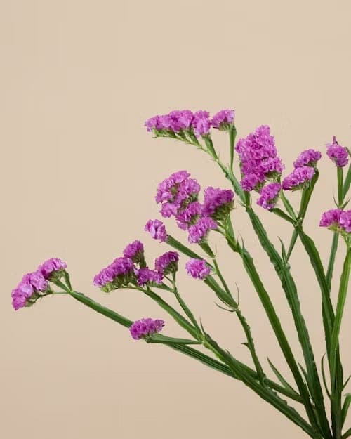Statice, one of the stems in the Yosemite bouquet
